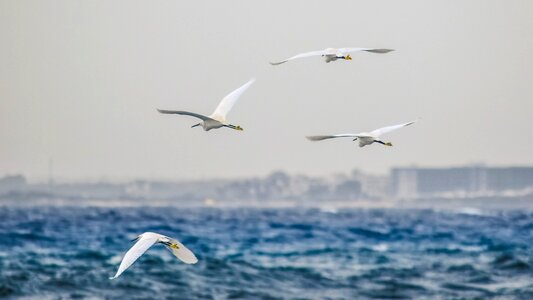 Nature birds flock