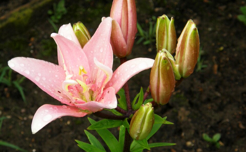 Pink fragrance agapanthus