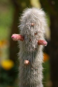 Animal fluffy cactus