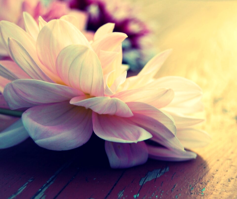 Bloom flower dahlia garden