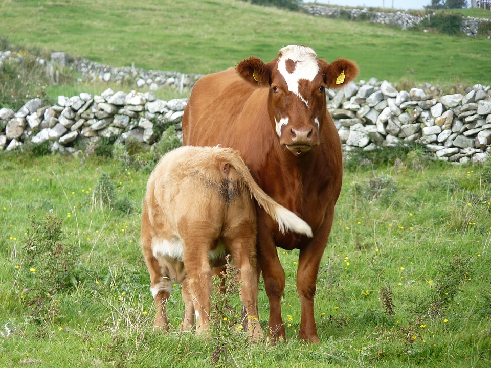 Dairy cattle meadow suckle