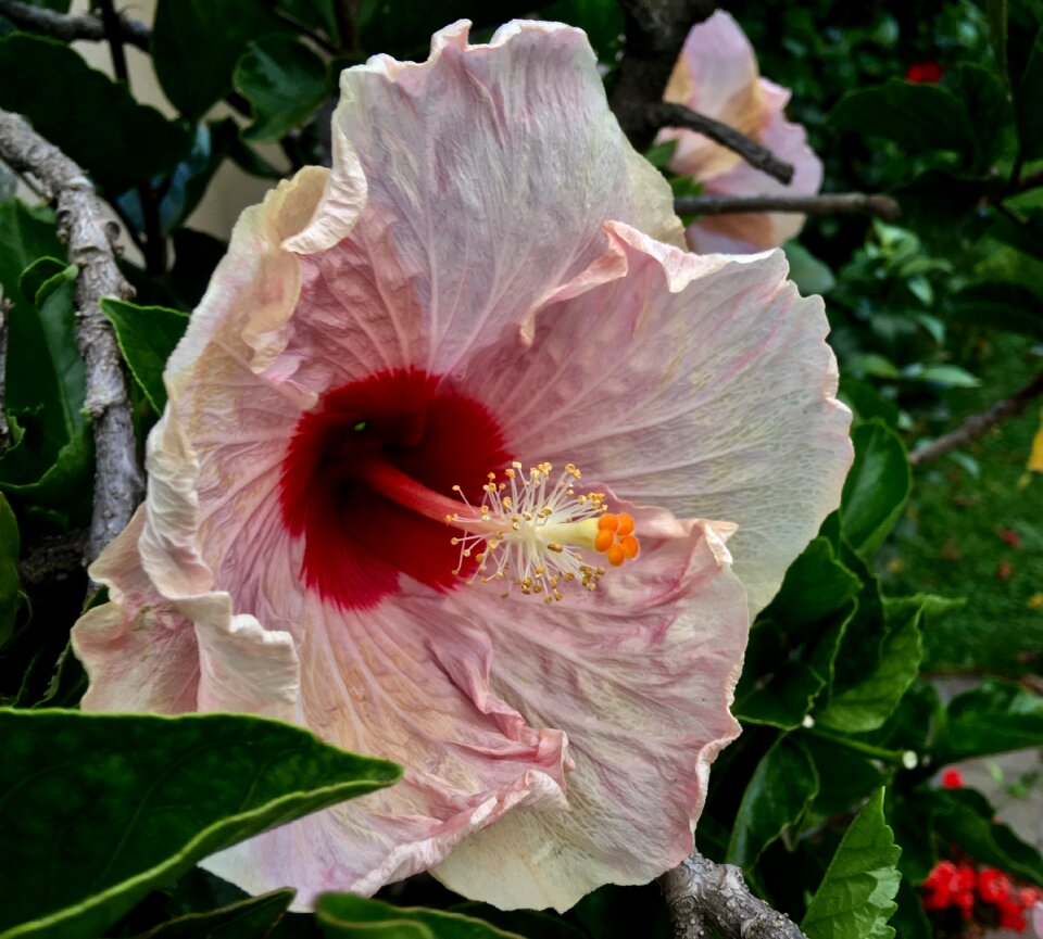 Spring pink flower garden