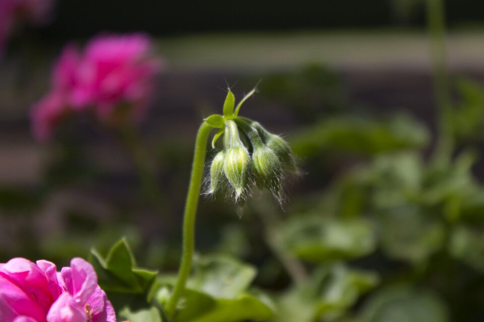 Background nature plants