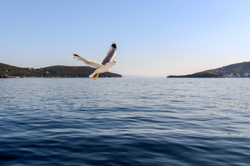Bird sky ocean