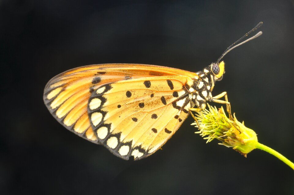 Insects flowers wing