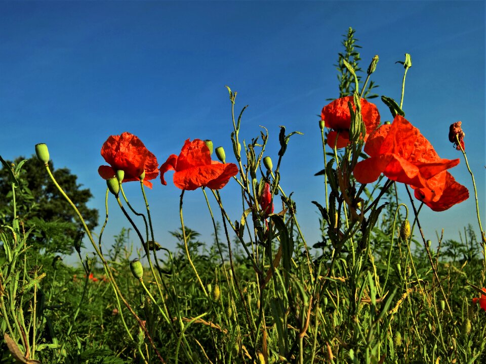 Flora summer