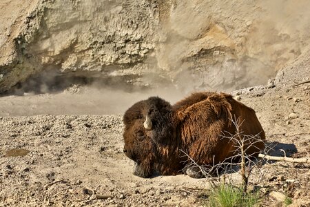 Mammal wild mud volcano photo