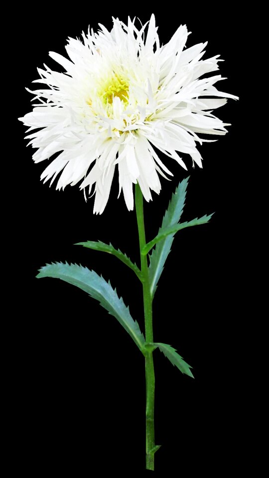 Summer bloom garden