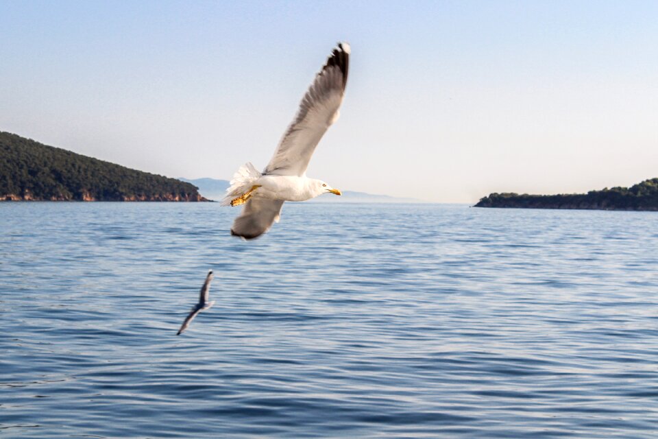 Bird sky ocean