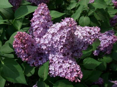 Garden bush flowers photo