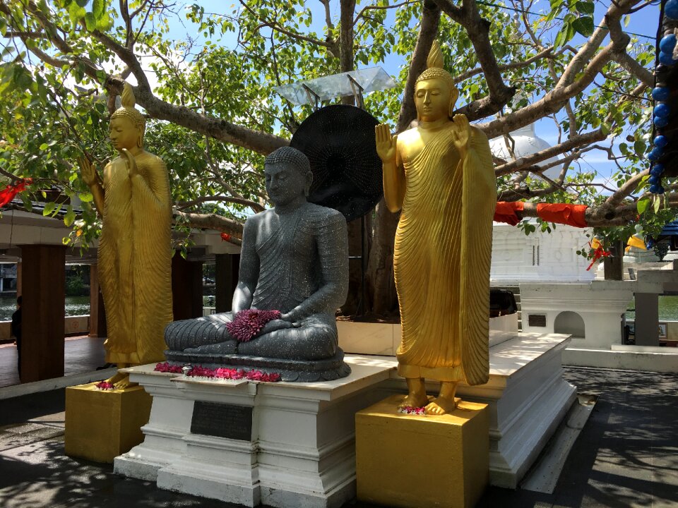 Buddha tree colombo