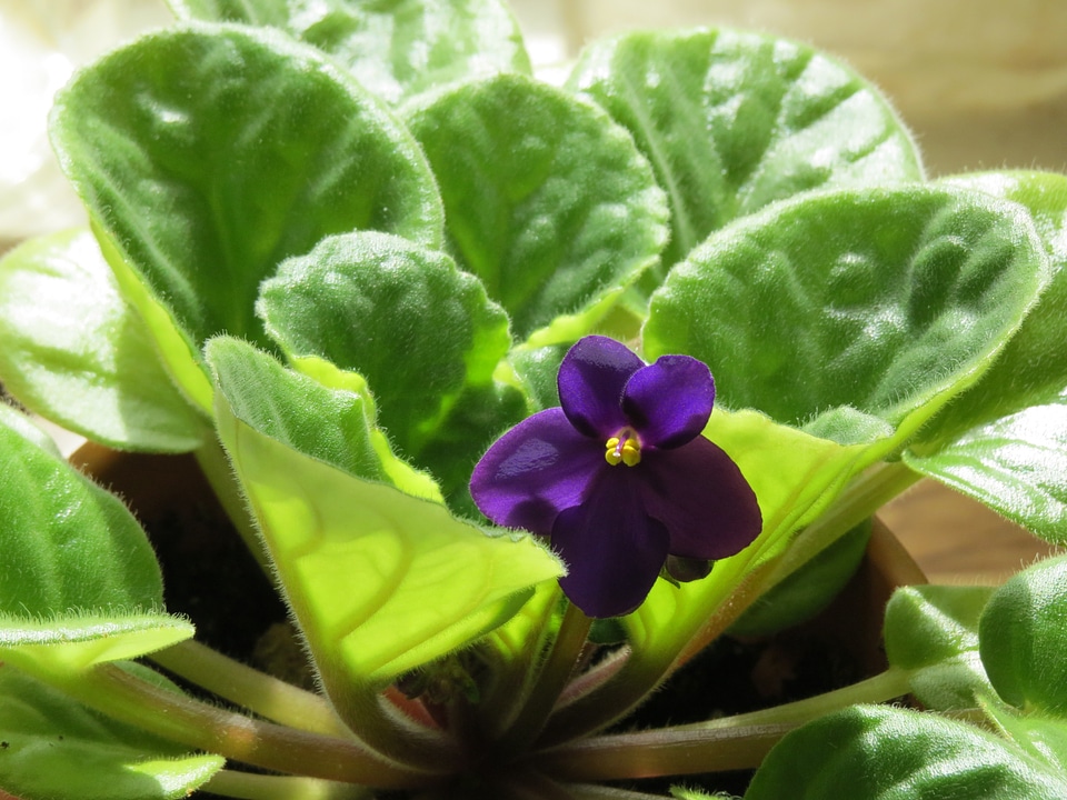 Plant violet flower house plant