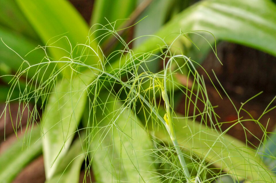 Growth outdoors background