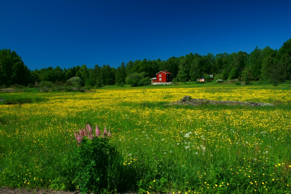 Meadow nature sky