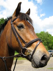 Horse rural equestrian