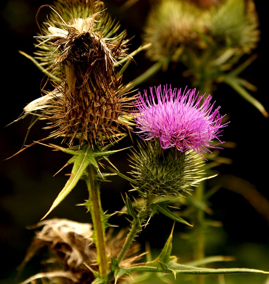 Plant flower flowering