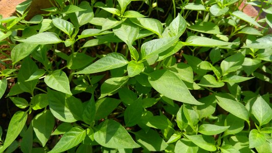Growth spice