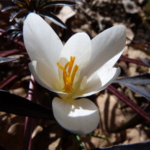Macro nature shadow