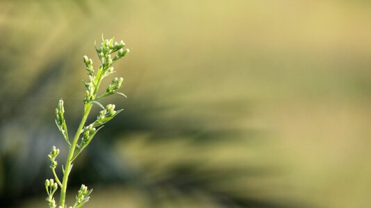 Flower plant flowering grass