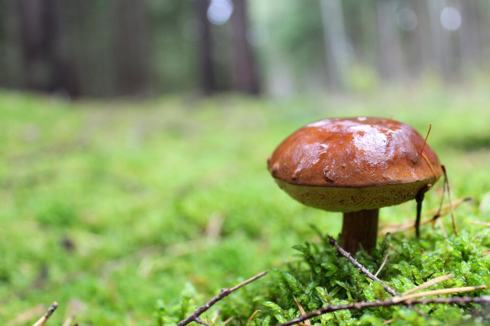 Forest moss mushroom picking