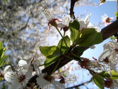 Nature flora cherry-tree photo