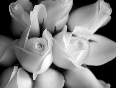 Roses black and white love