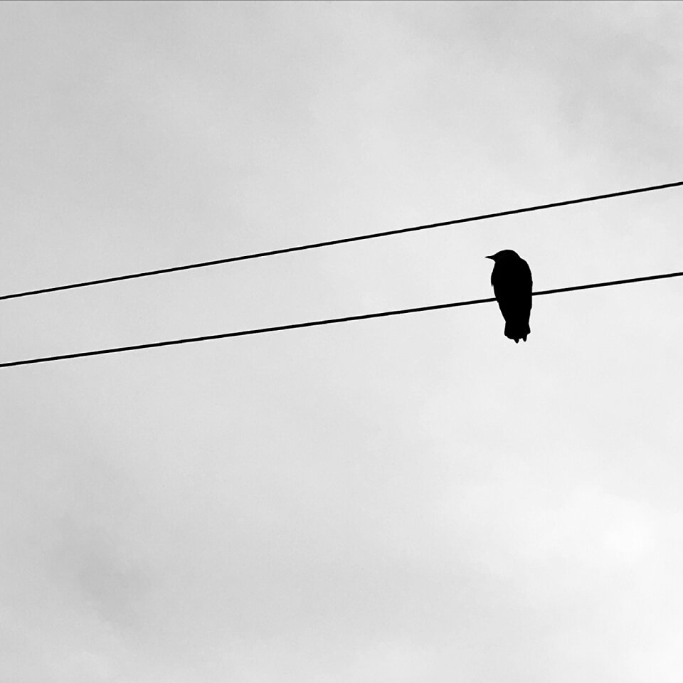 Ability high bird