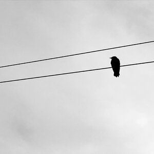 Ability high bird