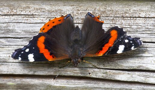 Wing outdoor wildlife