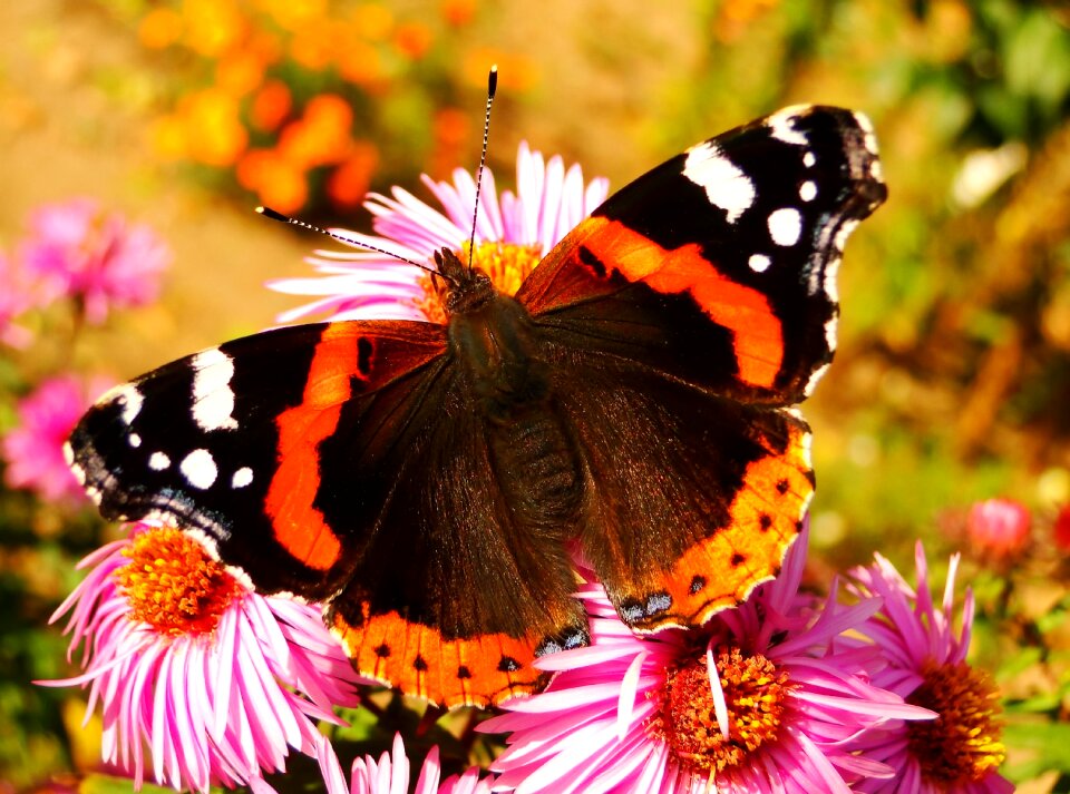 Fair admiral garden flowers