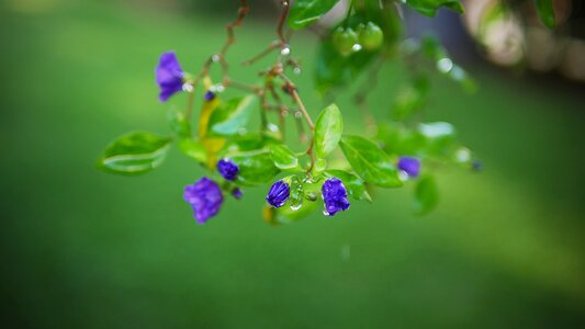 Flower garden beauty