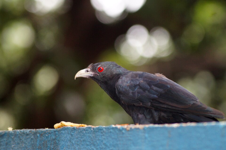 Black love red eyes bird photo