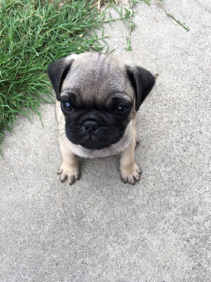 Puppy canine pedigree