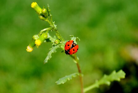 Plant ladybug beetle