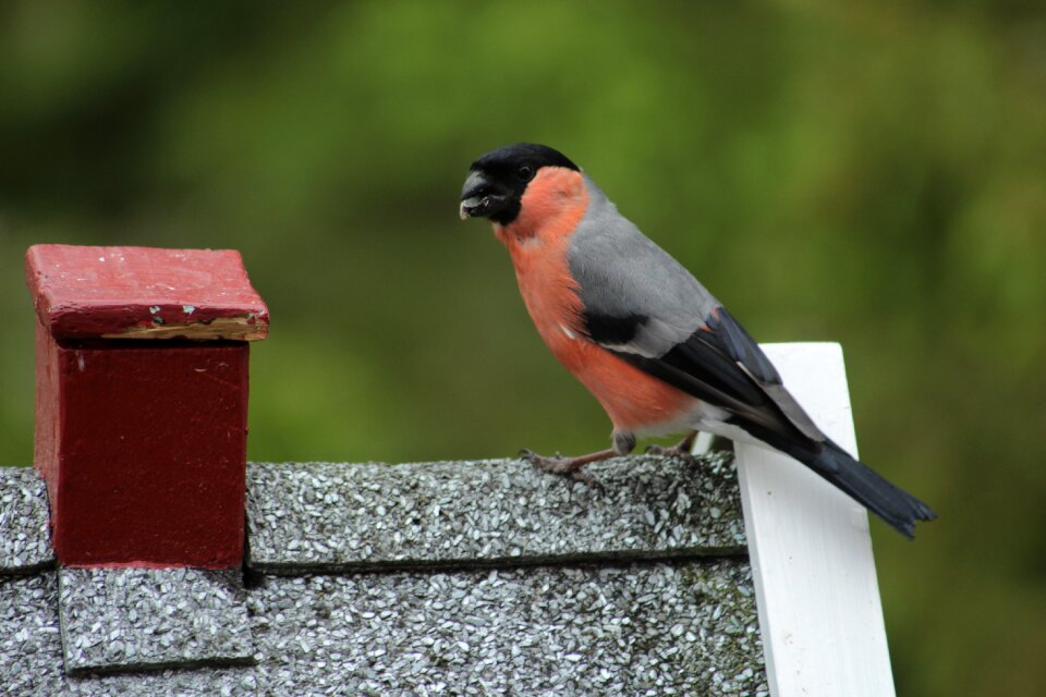 Bird world bullfinch male foraging