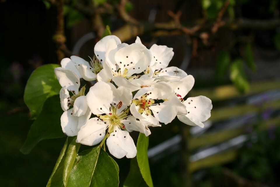 Summer flower white flower white flowers