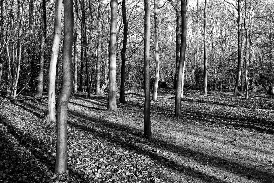 Trunks shadows elongated shadows