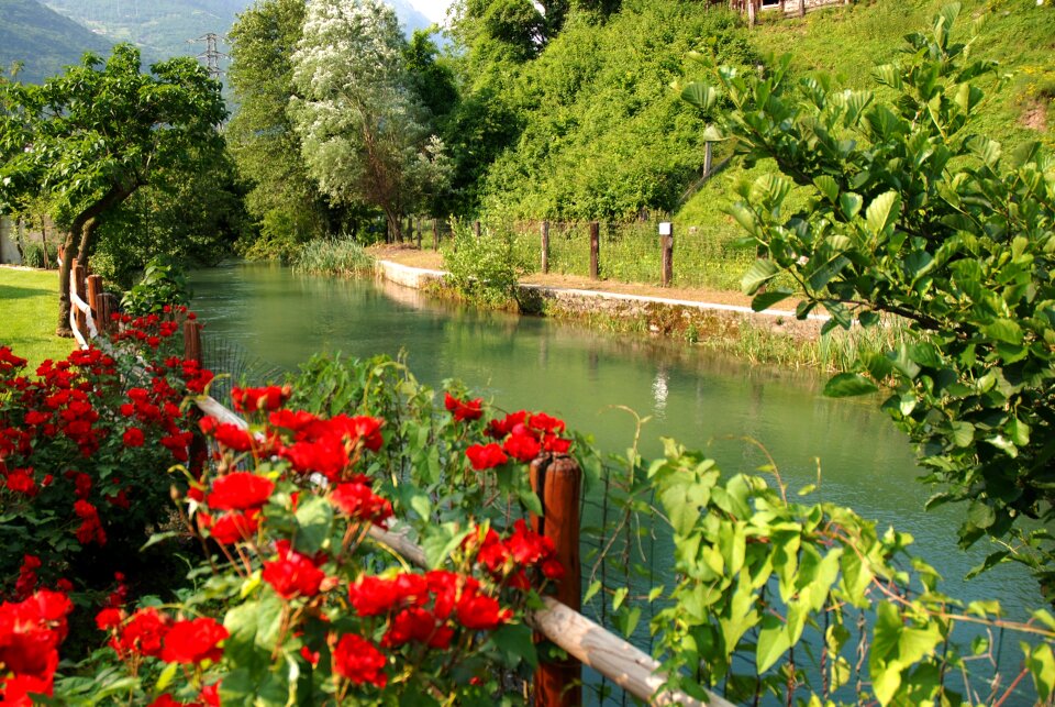 Garden flower summer