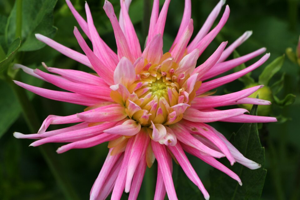 Garden annual pink
