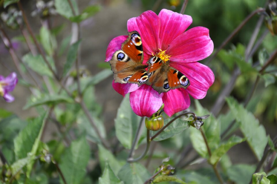 Plant summer garden
