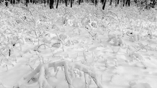 Snow frost winter photo