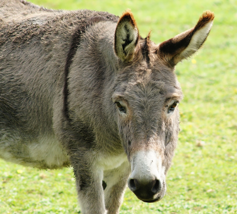 Ears eyes beast of burden