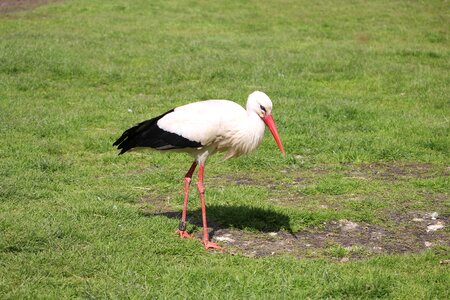 Nature stork animal world