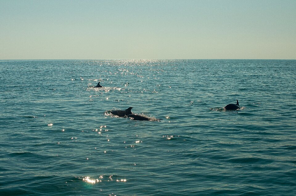 Ocean nature dolphins