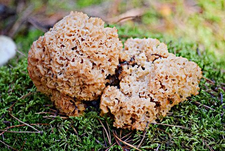 Mushroom goat's beard siedzuń pine photo