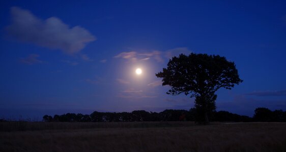 Tree night moon photo