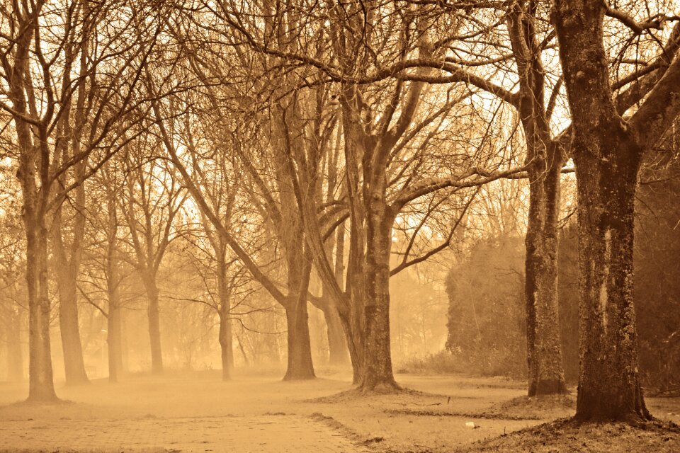 Bare branches winter trees mist