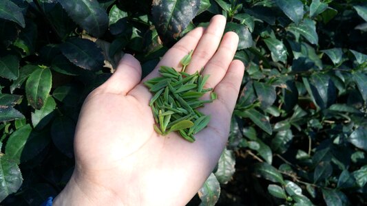 Food kinds of food tea