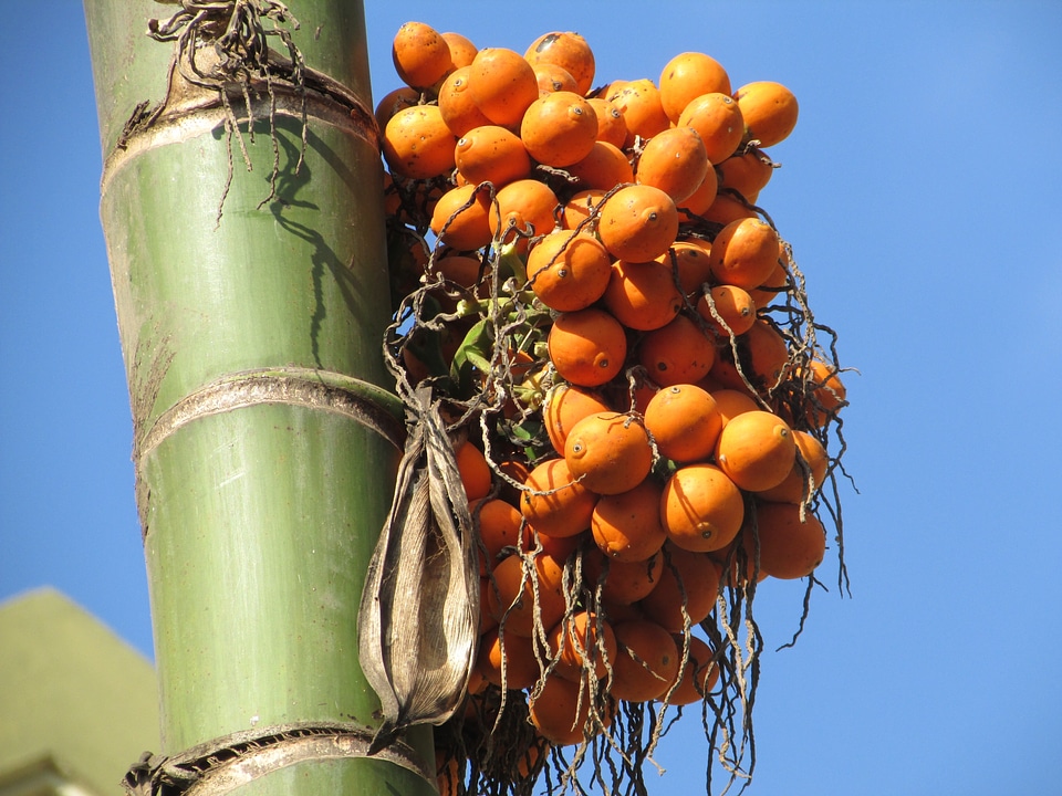 Areca palm areca catechu bamboo