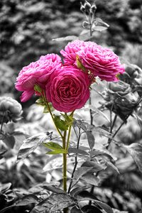 Color key rose nature